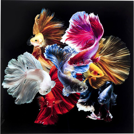 Image de GLASS PICTURE COLORFUL SWARM FISH