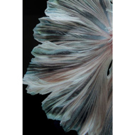 Image sur GLASS PICTURE COLORFUL SWARM FISH